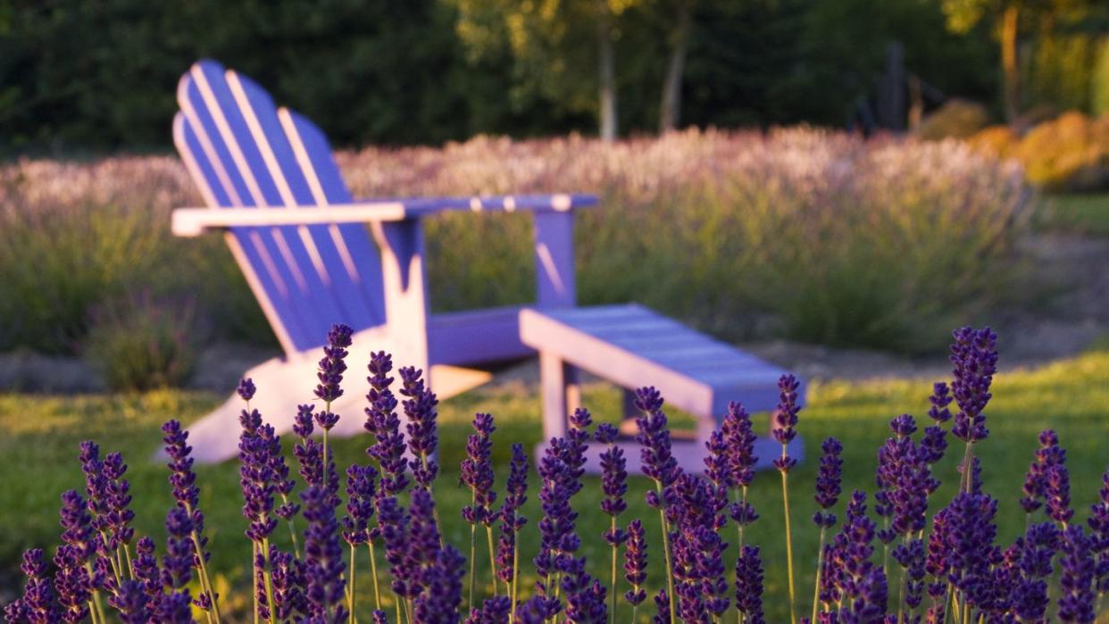 how to grow lavender