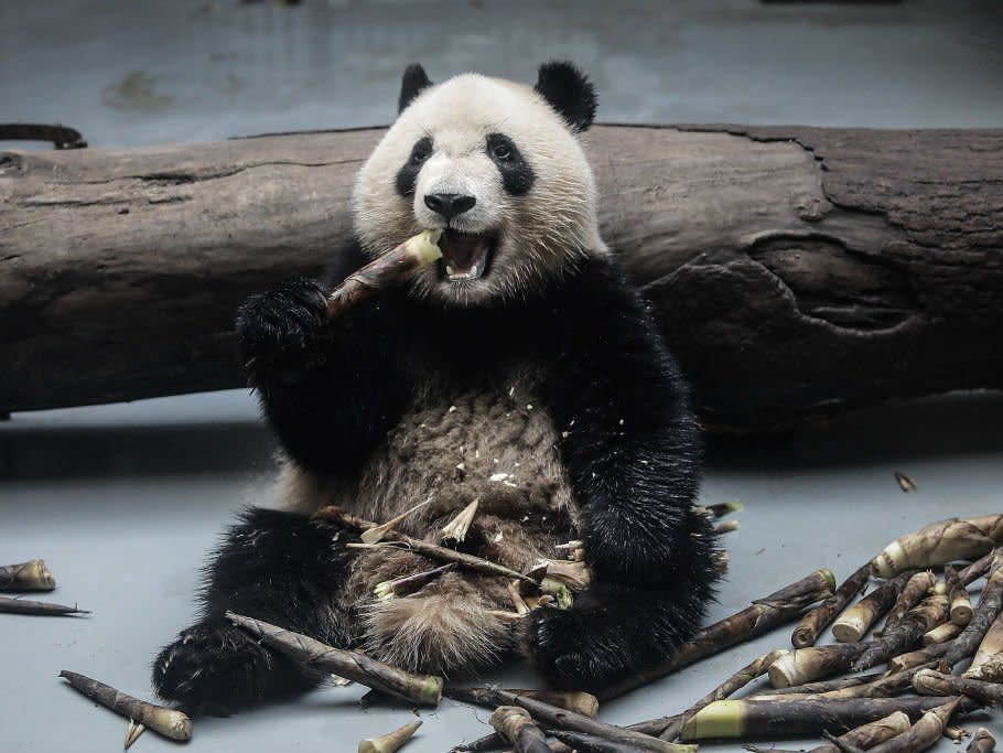 Giant panda