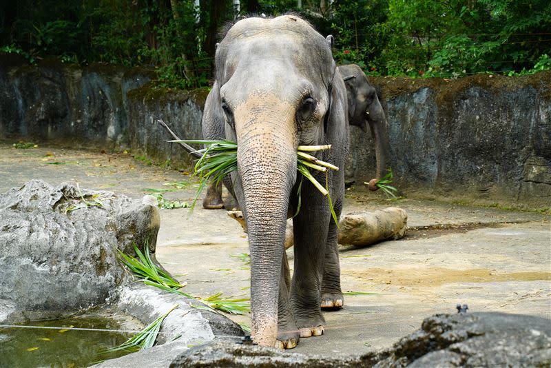 台北市立動物園將於本周日8月1日重新開放。（圖／台北市立動物園提供）