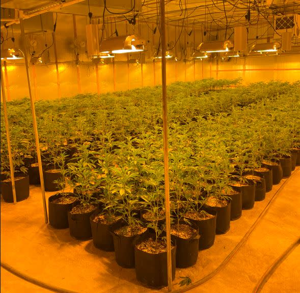 Marijuana plants. Image courtesy Oklahoma Bureau of Narcotics.