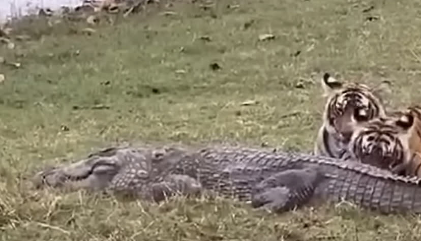 two tigers eating dead crocodile