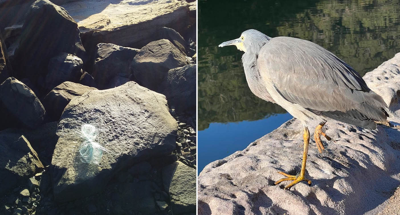 A heron was found in Sydney this week with fishing line wrapped around its foot in what many say is a very concerning problem. Source: Facebook/supplied