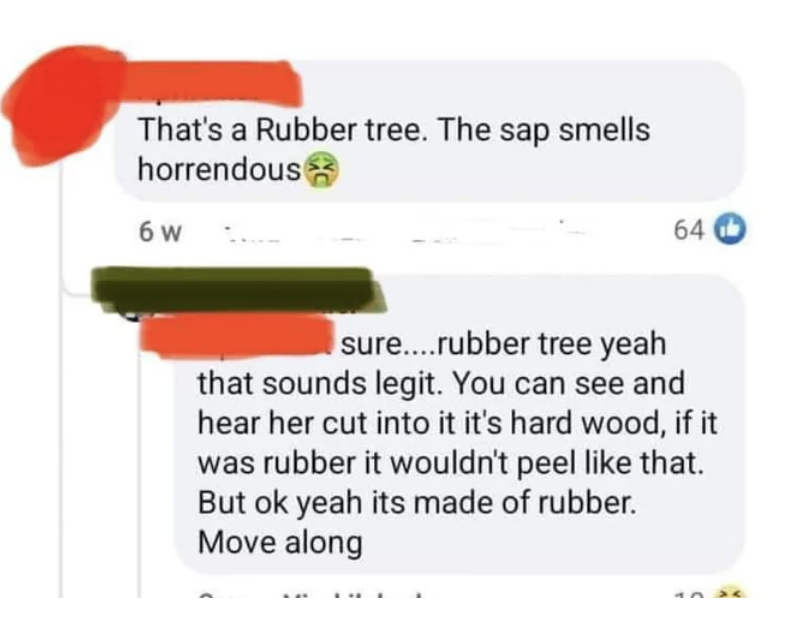 "That's a Rubber tree."