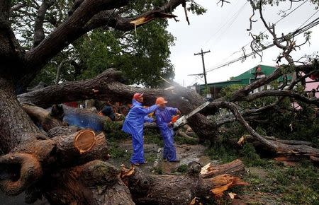 Government workers cut branches of an uprooted tree along a road after Typhoon Haima struck Laoag city, Ilocos Norte in northern Philippines, October 20, 2016. REUTERS/Erik De Castro