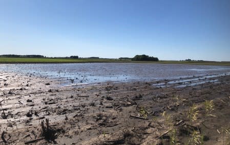 Puddles are seen in farm fields as heavy rains caused unprecedented delays in U.S. corn planting this spring, near Sheffield