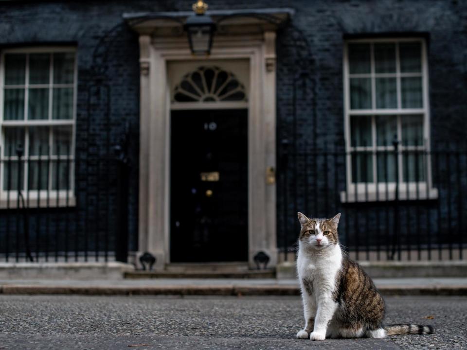 Both Conservatives and Labour would expand mandatory microchipping to cats, including Larry of Downing Street: Getty