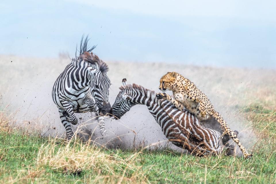 A mother zebra and her foal being attacked by a cheetah. Maasai Mara National Reserve, Kenya.