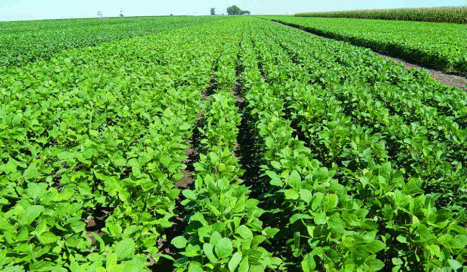 Las pequeñas parcelas van cediendo su lugar a grandes plantaciones de cultivos industriales. 