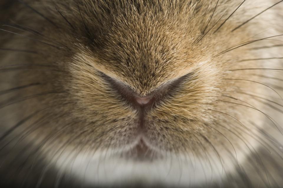 Close-up of rabbit snout and whiskers