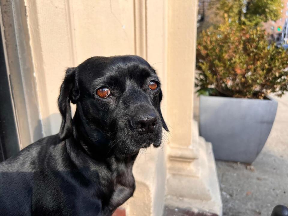 Connor’s dog, Pearl, must have smelled the fear in the newsroom, sources said, noting that the dog had a rare accident in the office. threads/@tracynoelconnor