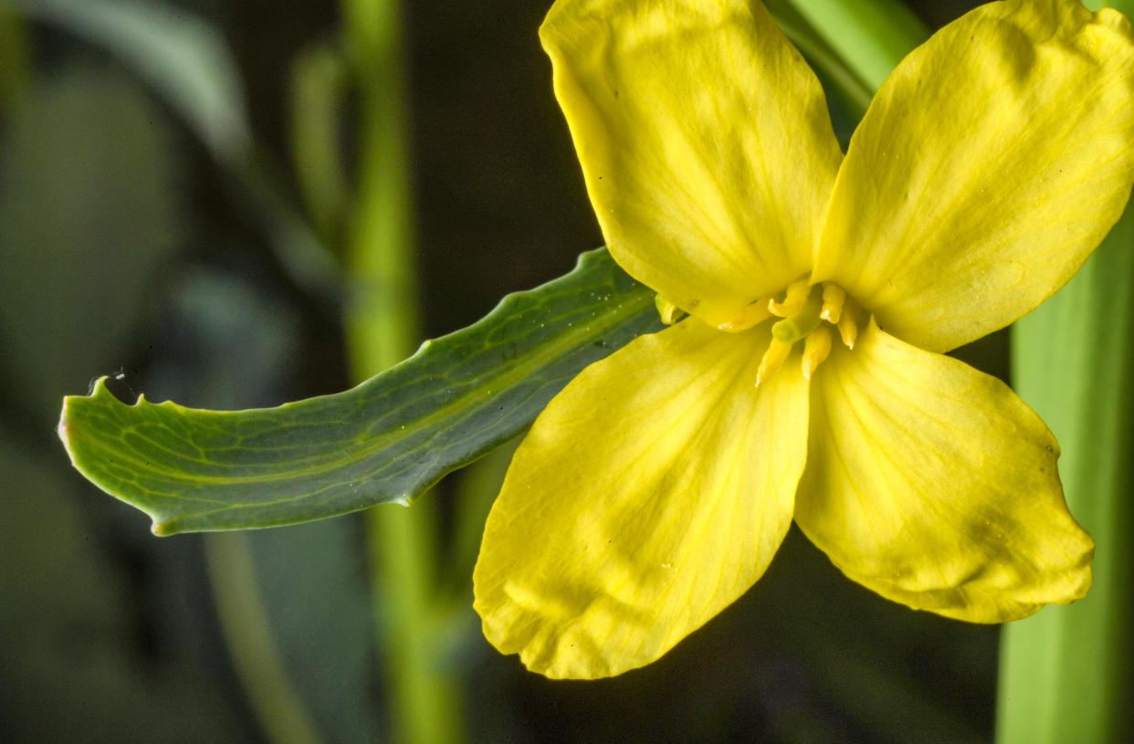 One of several flowers on a collard green plant left in the ground, captured with a macro lens up close, in Anderson, S.C. The Northern Hemisphere first day of Spring is March 19, 2024.