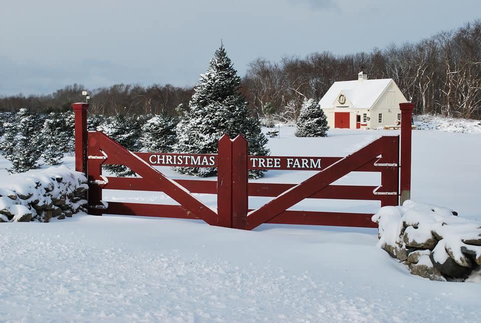 Rhode Island: Clark’s Christmas Tree Farm, Tiverton