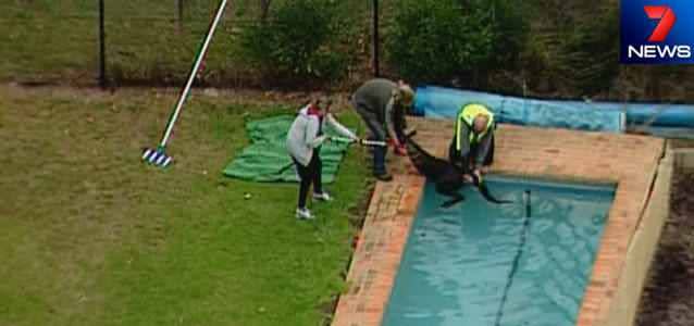 A kangaroo is pulled from a backyard swimming pool at Healesville. Photo: 7News
