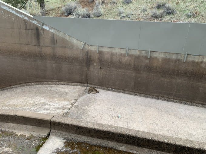 The spillway was too tall for the yearling mountain lions to escape.