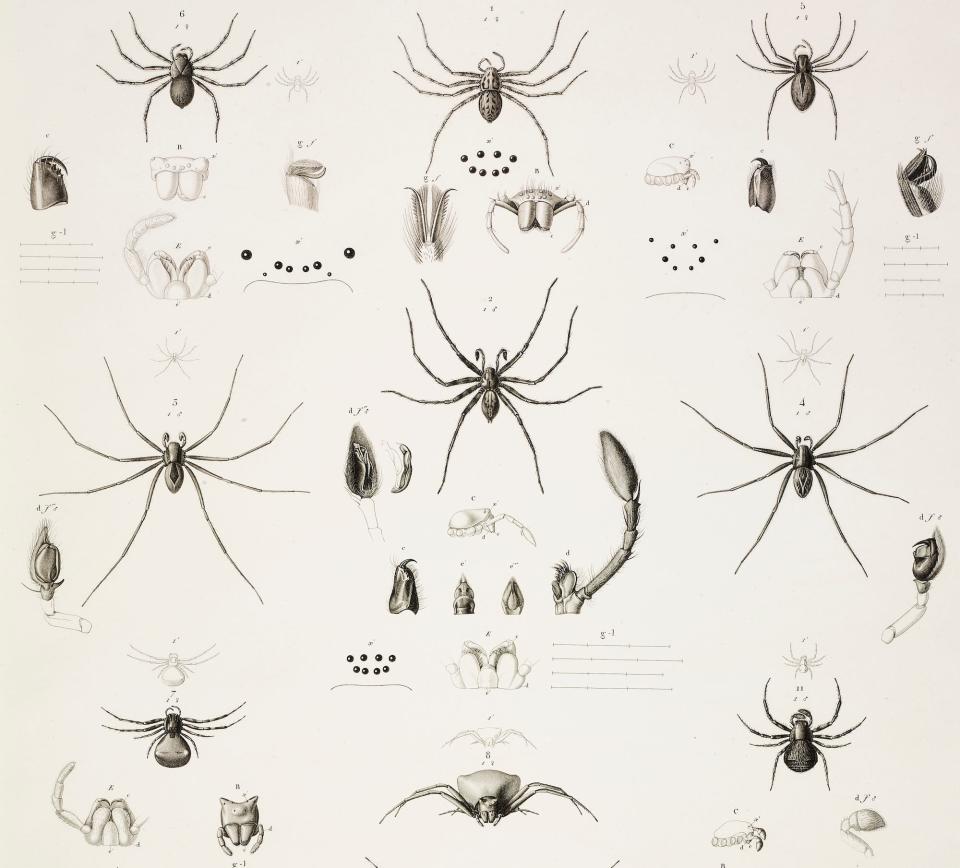 A number of drawings of arachnids of different types with different parts drawn separately, like eyes and jaws