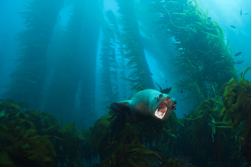 https://www.gettyimages.com/detail/news-photo/california-sea-lion-in-kelp-forest-zalophus-californianus-news-photo/551012965?adppopup=true