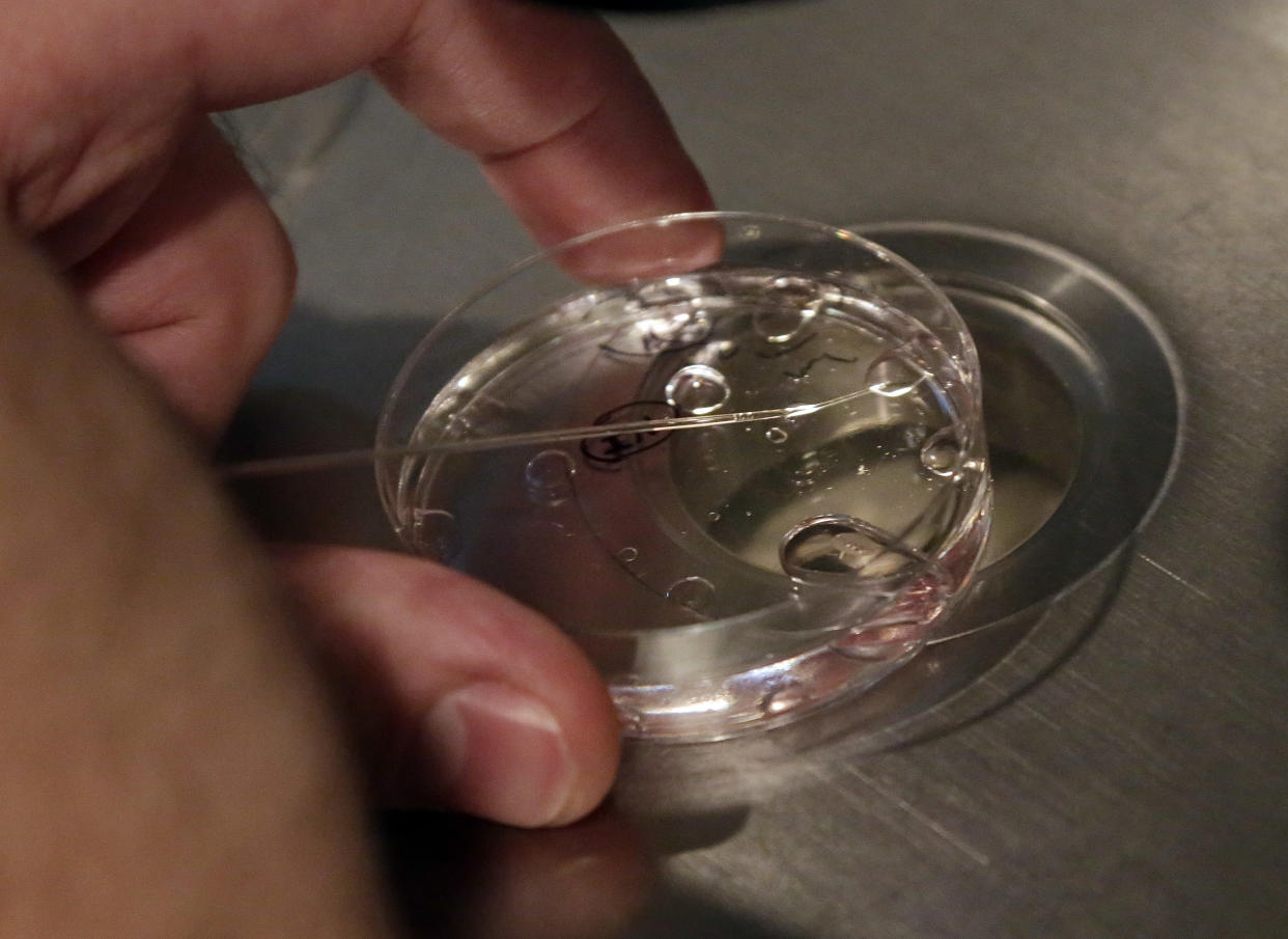 An embryologist demonstrates fertilization techniques on a nonviable embryo. He uses a thin clear tool to touch a gel-like substance in a petri dish.