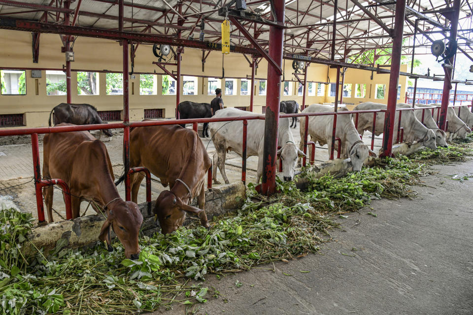 Vacas en el Instituto Nacional de Investigación Lechera en Karnal, India, el 30 de mayo de 2022. (Atul Loke/The New York Times)