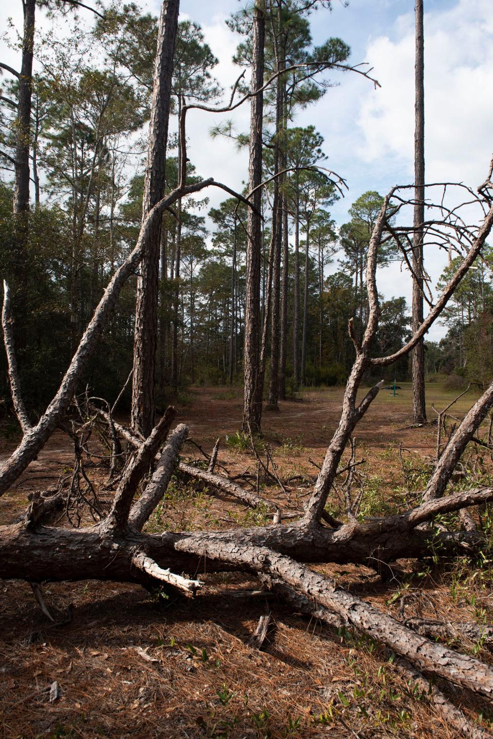 This portion of Jones Swamp is part of the Escambia County Southwest Greenway. The county is looking to purchase 337 acres of privately owned wetlands off of U.S. 98 near Blue Angel Parkway to connect to Jones Swamp.