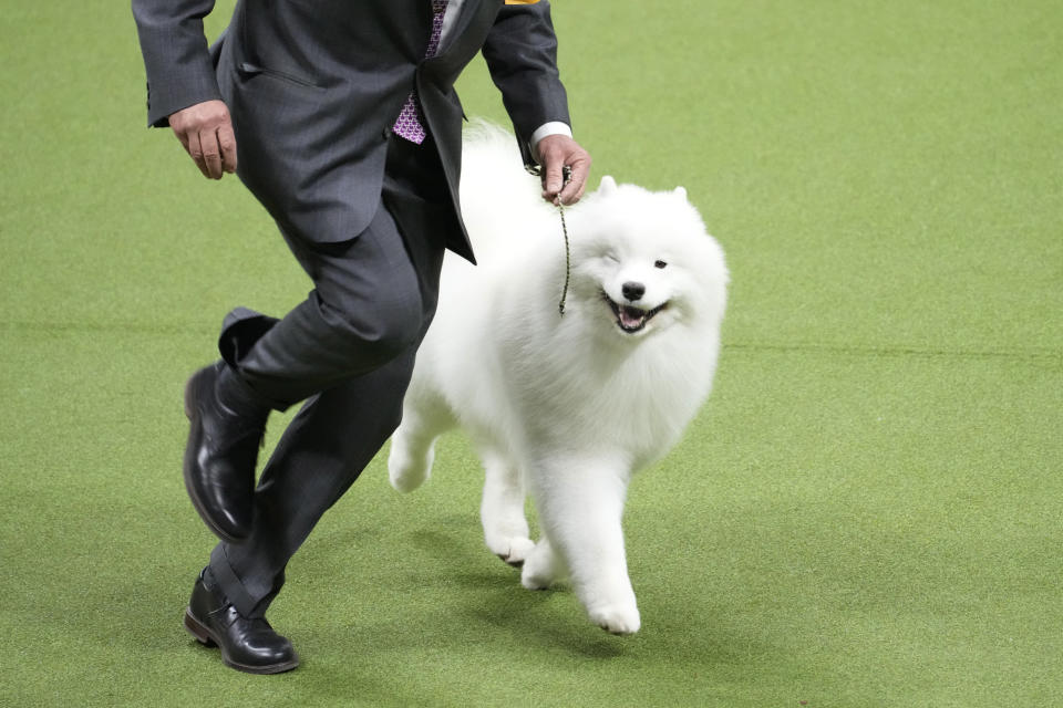 Louis, a Samoyed, competes in the working group during the 147th Westminster Kennel Club Dog show Tuesday, May 9, 2023, at the USTA Billie Jean King National Tennis Center in New York. (AP Photo/Mary Altaffer)