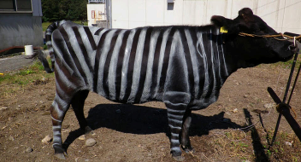 A cow painted with black and white stripes.