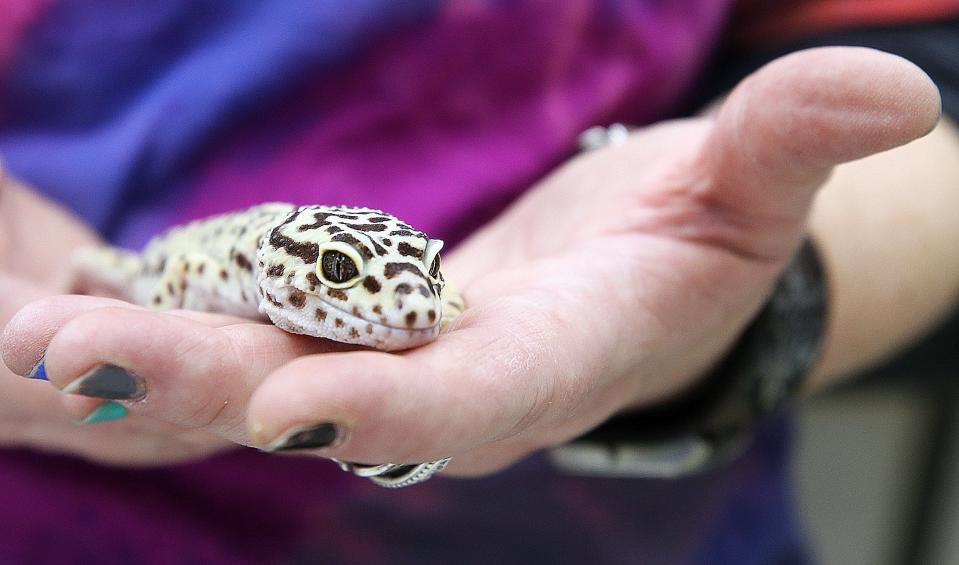 Petri the leopard gecko is one of several animals in the animal-therapy program at the Buckeye Ranch in Grove City.