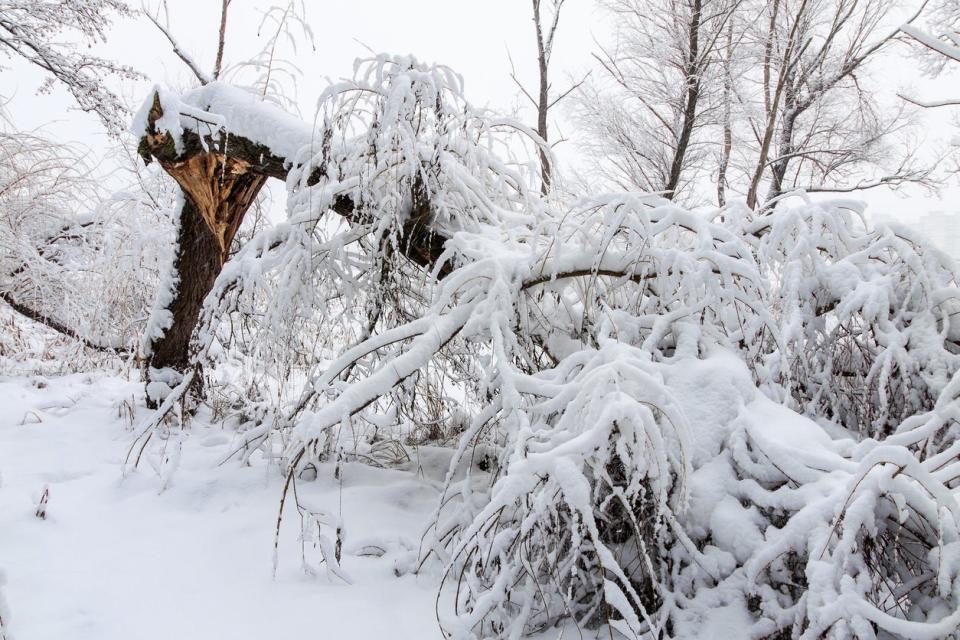 Broken tree trunk and branches covered in heavy snow.