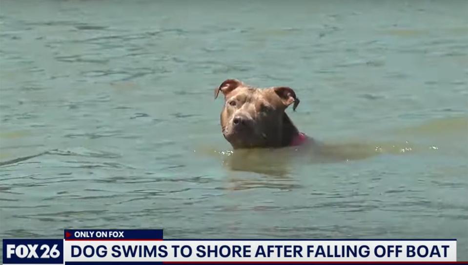 Dog swims for several miles, finds way home after falling off shrimping boat in Galveston