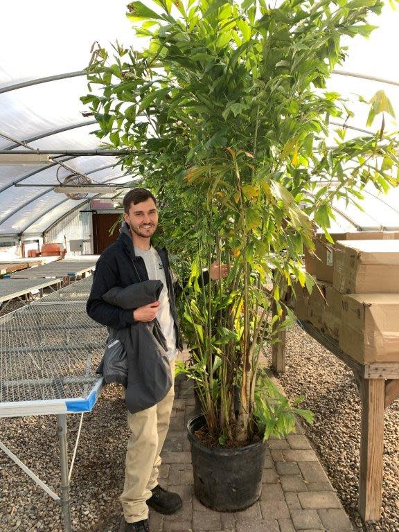 N.C. Cooperative Extension – New Hanover County Center Arboretum horticulture technician Chance Woodrum provides relative size perspective for these beautiful indoor palms.