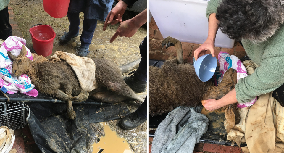 The cold kangaroo is being looked after by carers as it is warmed up with water.