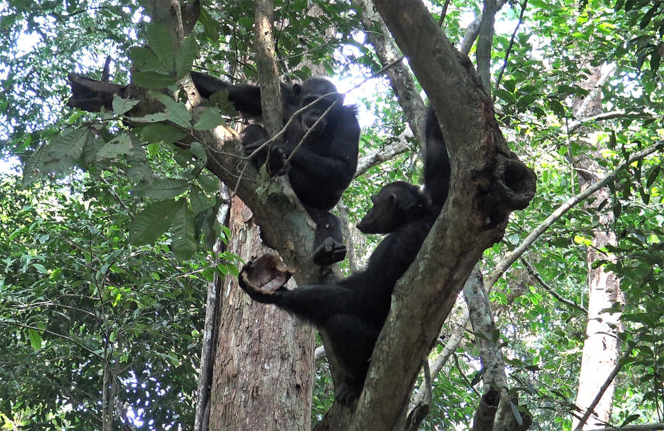 In this photo provided by the Max Planck Institute wild chimpanzees eat tortoises, whose hard shells was cracked against tree trunks before scooping out the meat at the Loango National Park on the Atlantic coast of Gabon, May 20, 2019. Researchers from the Max Planck Institute for Evolutionary Anthropology in Leipzig and the University of Osnabrueck said Thursday they spotted the unusual behavior dozens of times in a group of chimpanzees at Loango National Park in Gabon. (Nadia Balduccio/Max Planck Institute via AP)