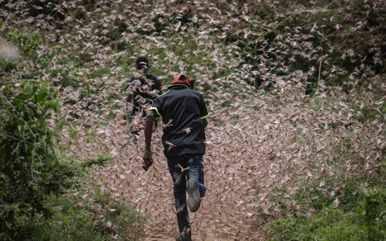 Men run through a swarm of desert locusts to chase them away in the bush near Enziu, Kitui County, some 200km east of the capital Nairobi, Kenya, 24 January 2020. - Dai Kurokawa /EPA-EFE/REX 