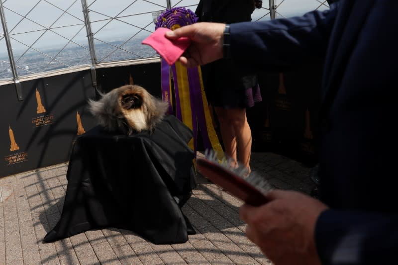 Westminster Kennel Club Dog Show in New York City