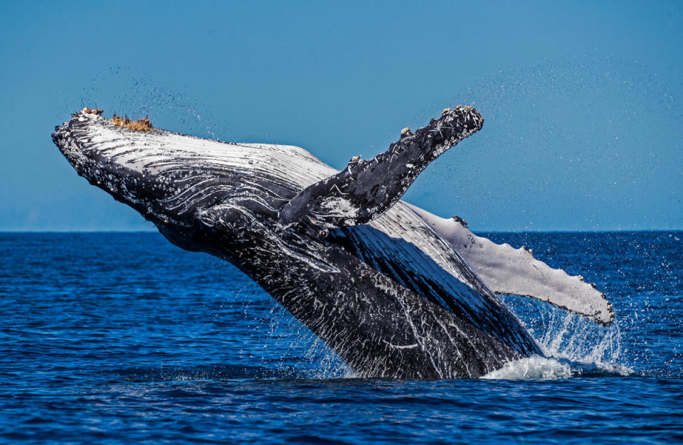 在澳洲大堡礁出沒的大翅鯨（也稱座頭鯨）。鯨魚是海洋生態工程師，對於維護海洋健康、固碳、分配養分，扮演重要角色。