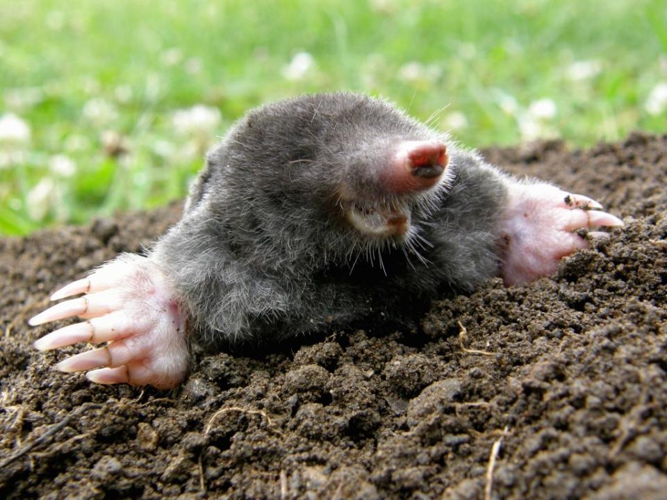 Moles have reportedly invaded Simon Cowell’s country estate. santia3 – stock.adobe.com