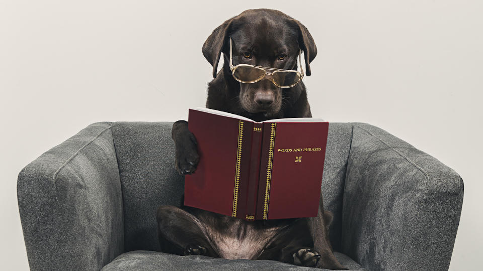 Labradors are intelligent
