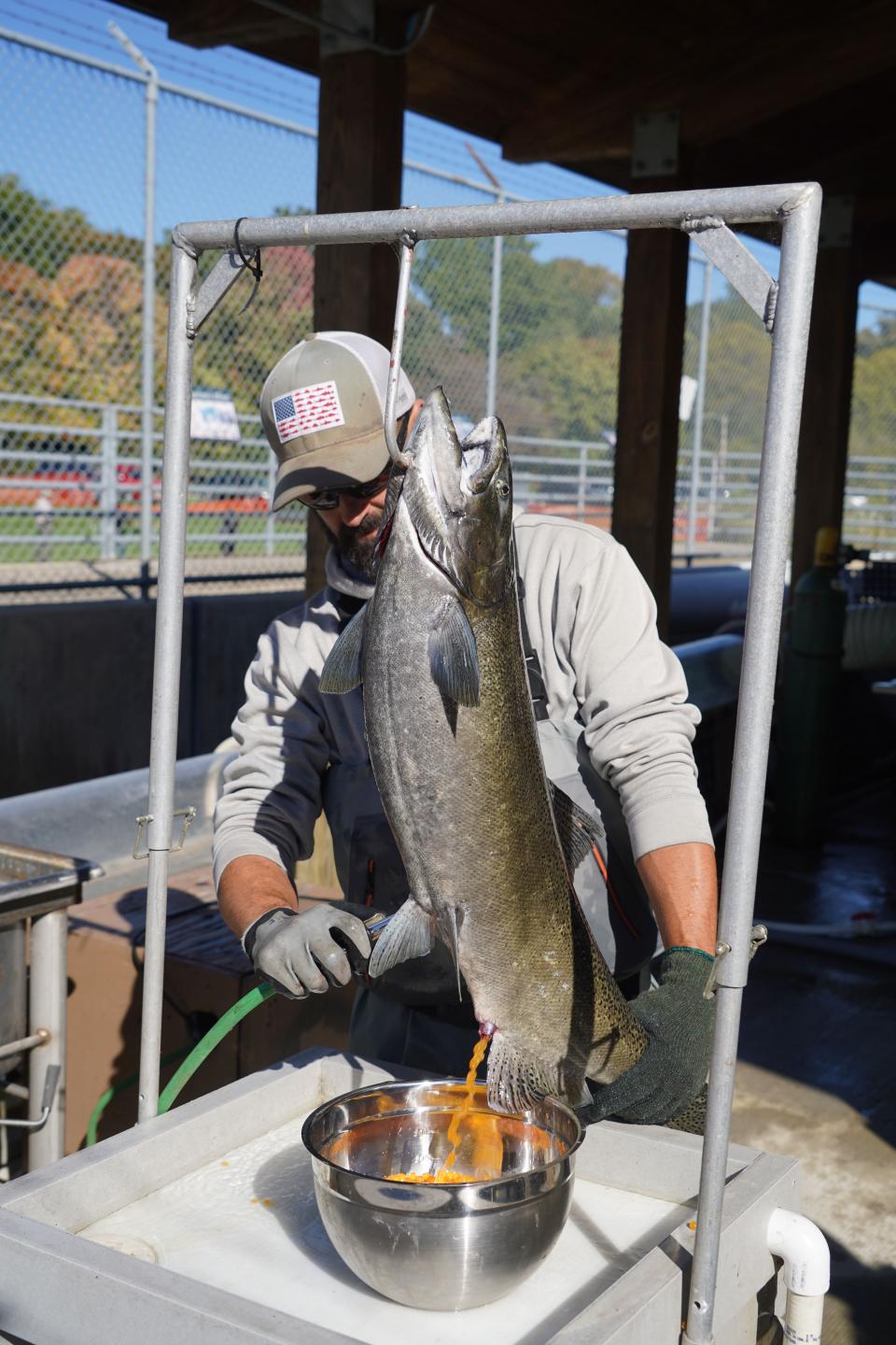 DNR fisheries technician Chad Loomis extracts eggs from a chinook salmon at the Root River Steelhead Facility in Racine.