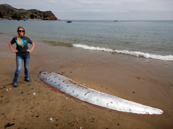 Giant oarfish washes up on Catalina Island beach in California