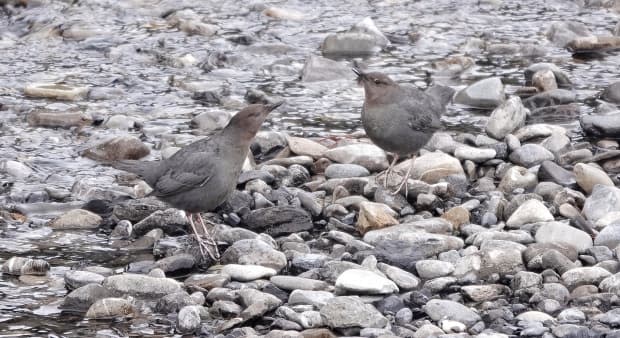 Dippers don't have webbed feet, but they do have long sharp claws, dense plumage and a large preen gland to waterproof their feathers.