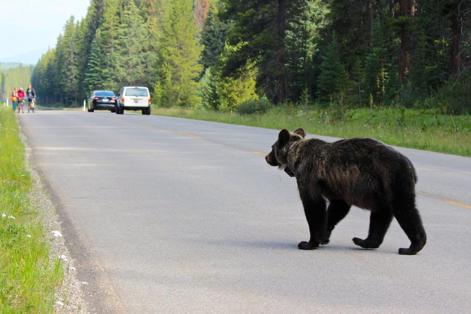 Parks Canada will begin a mandatory seasonal overnight travel restriction on the Bow Valley Parkway starting March 1.