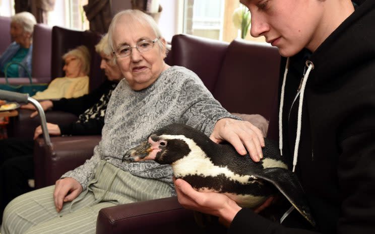 The penguins visited residences at Trevone House