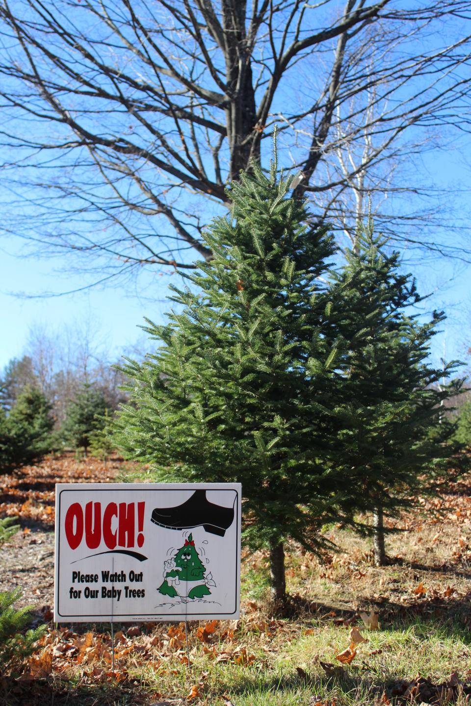 Signs are put up throughout the field warning customers to watch their steps to prevent any damage to future Christmas trees. "It takes about 11 years for a Fraser Fir to grow six feet," Robert Gauld said. "Everyone wants a big Christmas tree, but they take a while to grow."