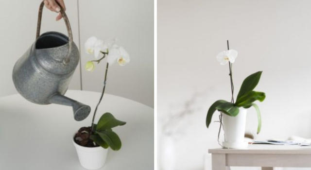 Arrosage d'une orchidée : comment bien arroser ses orchidées ?