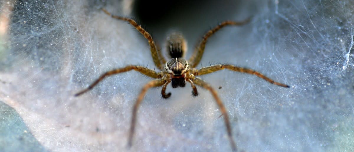 Giant Spider Interrupts BBC Broadcast [VIDEO]