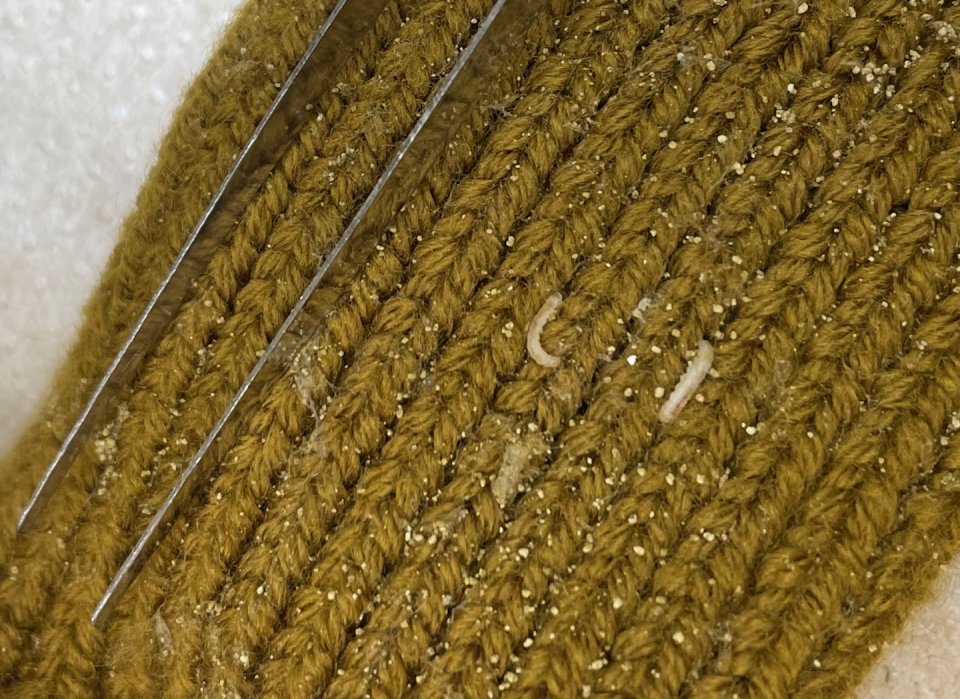<em>Tineola bisselliella</em> larvae living it up on a scrap of sweater in the lab. Isabel Novick, <a href="http://creativecommons.org/licenses/by-nd/4.0/" rel="nofollow noopener" target="_blank" data-ylk="slk:CC BY-ND;elm:context_link;itc:0;sec:content-canvas" class="link ">CC BY-ND</a>