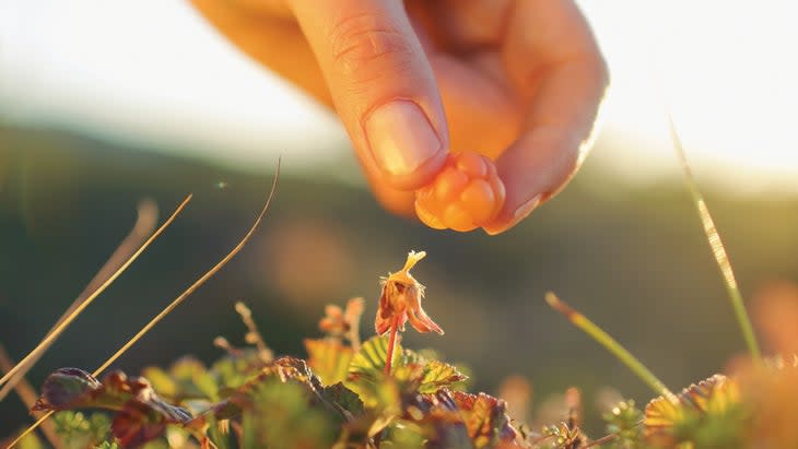 Close-up of a hand picking a berry