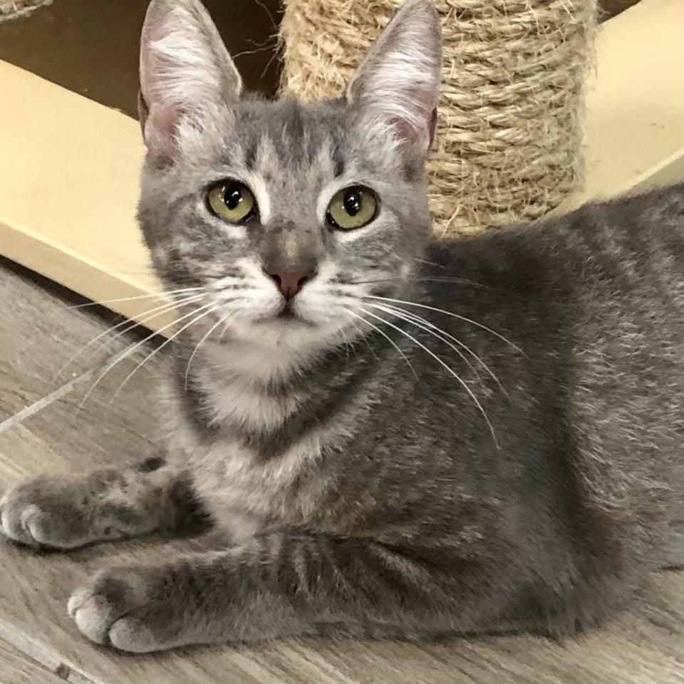 Do you like Cheese Fries? This silver baby girl named Cheese Fries at Orlando Cat Café will melt your heart like cheese on fries. She’s playful and affectionate, and comfortable with other felines. Come meet Ms. Cheese Fries by making an appointment at www.orlandocatcafe.com .