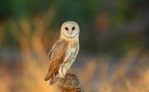 <p>North Yorkshire artist and naturalist Robert Fuller has his own <strong>Barn Owl Livestream</strong> which operate 24/7. Robert's cameras follow the barn owls around his home, called Gylfie, Hans, Grete, Howard, Ghost, Finn, and Bronte.</p><p><a class="link " href="https://www.youtube.com/watch?v=N_DwST8vKdQ" rel="nofollow noopener" target="_blank" data-ylk="slk:WATCH NOW;elm:context_link;itc:0;sec:content-canvas">WATCH NOW</a></p>