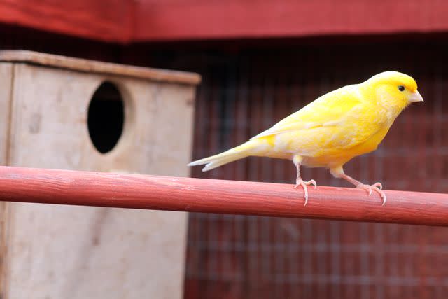 Dave Lewis / Getty Images Canaries are low maintenance birds.