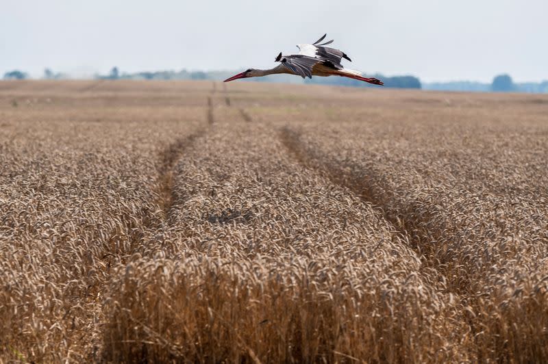 Wheat harvesting in Kyiv region amid Russia's attack on Ukraine